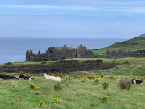 northern ireland coast, game of thrones castle, ruins, cow pasture